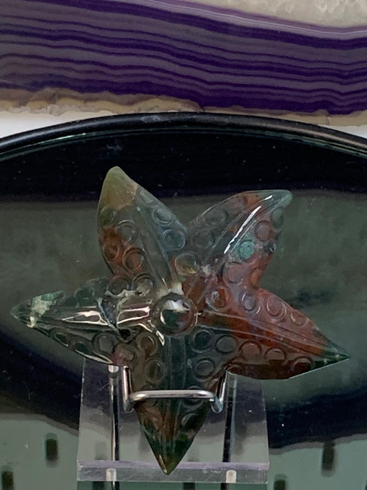 Moosachat Seestern mit Druse