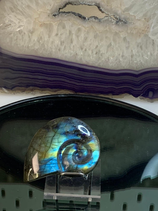 Ammonit aus Labradorit